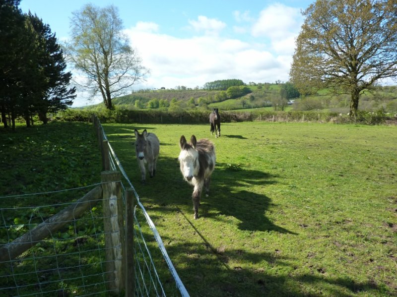 DonkeysandHorse