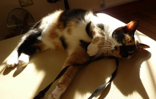 Cats07
